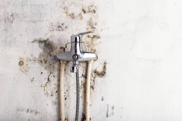 Best Mold Removal Company Near Me  in Sublette, KS