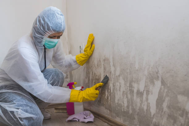Best Toxic Mold Removal  in Sublette, KS