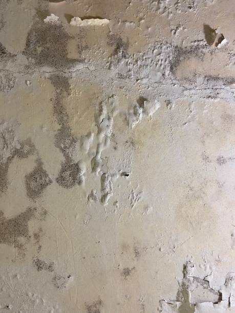 Best Crawl Space Mold Removal  in Sublette, KS