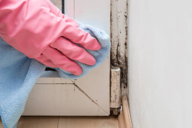 Best Mold Testing  in Sublette, KS